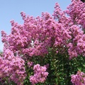 DSCF7844