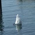 DSCF7849